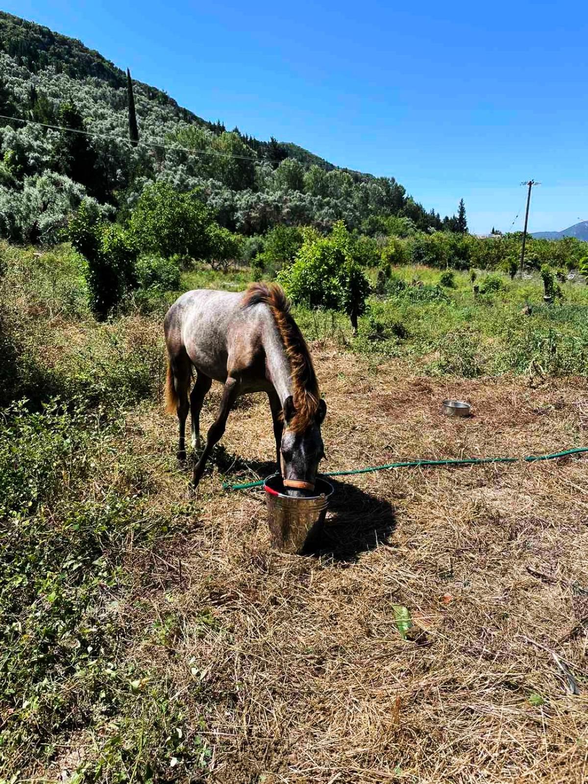 Lily Home_Lefkada ~ Private Country House Kondaraíni Eksteriør bilde